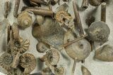 Jurassic Ammonite, Belemnite & Gastropod Cluster - England #316383-3